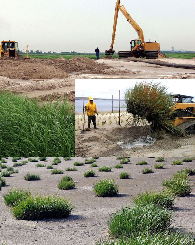 Transplant of existing saltwater cordgrass, Spartina alterniflora, hummocks at Elders Point East Mitigation Site